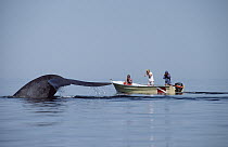 Blue Whale (Balaenoptera musculus) and researchers, Sea of Cortez, Mexico