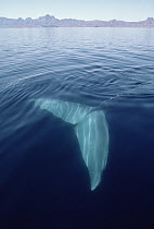 Blue Whale (Balaenoptera musculus) tail underwater, Sea of Cortez, Mexico