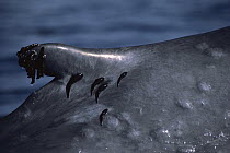 Blue Whale (Balaenoptera musculus) with remoras attached to dorsal fin, Mexico
