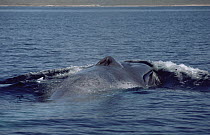 Blue Whale (Balaenoptera musculus) with open blowhole, Sea of Cortez, Mexico