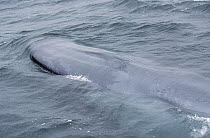 Blue Whale (Balaenoptera musculus) showing closed blowhole, Sea of Cortez, Mexico