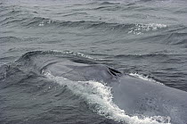 Blue Whale (Balaenoptera musculus) blowhole, Sea of Cortez, Mexico