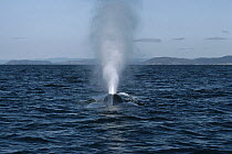 Blue Whale (Balaenoptera musculus) spouting, Sea of Cortez, Mexico