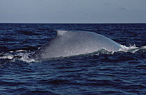 Blue Whale (Balaenoptera musculus) dorsal fin, Sea of Cortez, Mexico