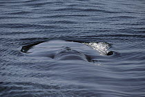Blue Whale (Balaenoptera musculus) blowhole, Sea of Cortez, Baja California, Mexico