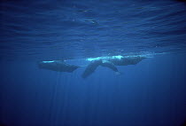 Sperm Whale (Physeter macrocephalus) social group at surface, Sri Lanka