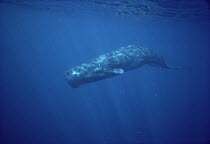 Sperm Whale (Physeter macrocephalus) portrait underwater, Sri Lanka