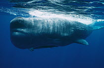 Sperm Whale (Physeter macrocephalus) entangled in net, Sri Lanka