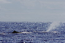 Sperm Whale (Physeter macrocephalus) spouting, Sri Lanka
