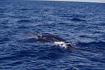 Sperm Whale (Physeter macrocephalus) pod at the ocean surface, Sri Lanka