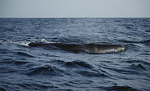 Sperm Whale (Physeter macrocephalus) surfacing, Sri Lanka