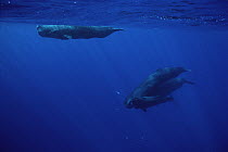 Sperm Whale (Physeter macrocephalus) group, Sri Lanka