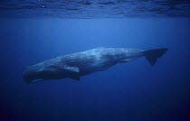 Sperm Whale (Physeter macrocephalus), Sri Lanka