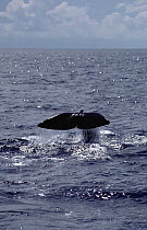 Sperm Whale (Physeter macrocephalus) tail, Sri Lanka