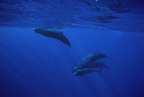 Sperm Whale (Physeter macrocephalus) group underwater, Sri Lanka