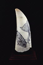 Sperm Whale (Physeter macrocephalus) tooth with Scrimshaw artwork of whaling, Hawaii