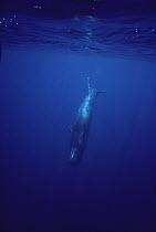 Sperm Whale (Physeter macrocephalus) diving, Sri Lanka