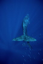 Sperm Whale (Physeter macrocephalus) with net caught on jaw, Hawaii