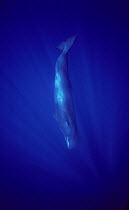 Sperm Whale (Physeter macrocephalus) diving, Indian Ocean
