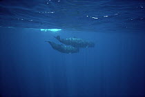 Sperm Whale (Physeter macrocephalus) pair underwater, Sri Lanka