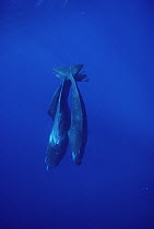 Sperm Whale (Physeter macrocephalus) trio diving, Sri Lanka