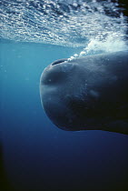 Sperm Whale (Physeter macrocephalus) blow hole and bubbles, Sri Lanka
