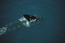 Sperm Whale (Physeter macrocephalus) tail, New Zealand