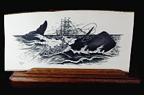 Sperm Whale (Physeter macrocephalus) caught by whalers depicted in Scrimshaw