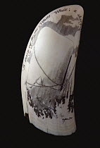 Scrimshaw with inscription reading, A sharp eye for the white whale