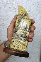 Sperm Whale (Physeter macrocephalus) tooth carved with scrimshaw artwork of whales and whaling vessels