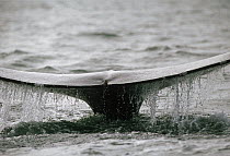 Sperm Whale (Physeter macrocephalus) tail, Sri Lanka