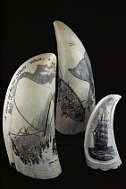 Sperm Whale (Physeter macrocephalus) teeth carved with scrimshaw artwork of whales and whaling vessels