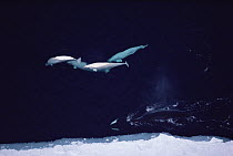 Beluga (Delphinapterus leucas) harassing Bowhead Whale (Balaena mysticetus), Lancaster Sound, Canada