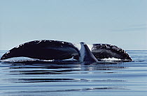 Bowhead Whale (Balaena mysticetus) tail, Lancaster Sound, Canada