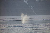 Bowhead Whale (Balaena mysticetus) spouting, Baffin Island, Canada