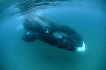 Bowhead Whale (Balaena mysticetus) diving, Baffin Island, Canada