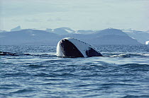 Bowhead Whale (Balaena mysticetus) juvenile basking at surface, Baffin Island, Canada