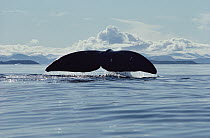 Bowhead Whale (Balaena mysticetus), Admiralty Inlet, Baffin Island, Canada