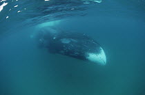 Bowhead Whale (Balaena mysticetus) underwater, Baffin Island, Canada