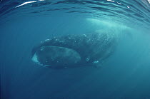 Bowhead Whale (Balaena mysticetus) underwater, Baffin Island, Canada