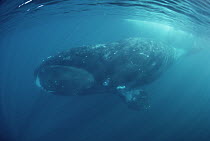Bowhead Whale (Balaena mysticetus), Baffin Island, Canada