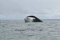 Bowhead Whale (Balaena mysticetus) surfacing, Baffin Island, Canada