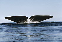 Bowhead Whale (Balaena mysticetus) tail, Baffin Island, Nunavut, Canada
