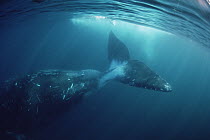 Bowhead Whale (Balaena mysticetus), Baffin Island, Canada