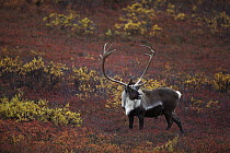 Caribou (Rangifer tarandus) bull on autumn tundra, Denali National Park and Preserve, Alaska