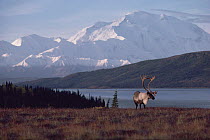 Caribou (Rangifer tarandus) bull at waters edge, Denali National Park and Preserve, Alaska
