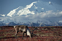 Caribou (Rangifer tarandus) bull grazing beneath Mt Denali, Denali National Park and Preserve, Alaska