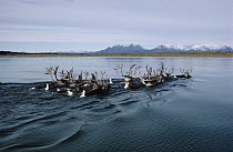 Caribou (Rangifer tarandus) of the western Arctic Herd swimming across the Kobuk River during migration to their winter range, Alaska