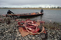 Gwich'in Indians with Caribou (Rangifer tarandus) kill, Alaska