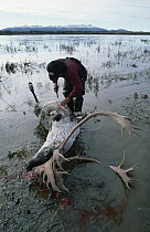 Gwich'in Indian with Caribou (Rangifer tarandus) kill, Arctic National Wildlife Refuge, Alaska